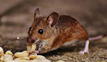 24 Hour & Emergency Exterminators in Black Fork, AR